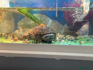 Turtle reptiles - Advert 25