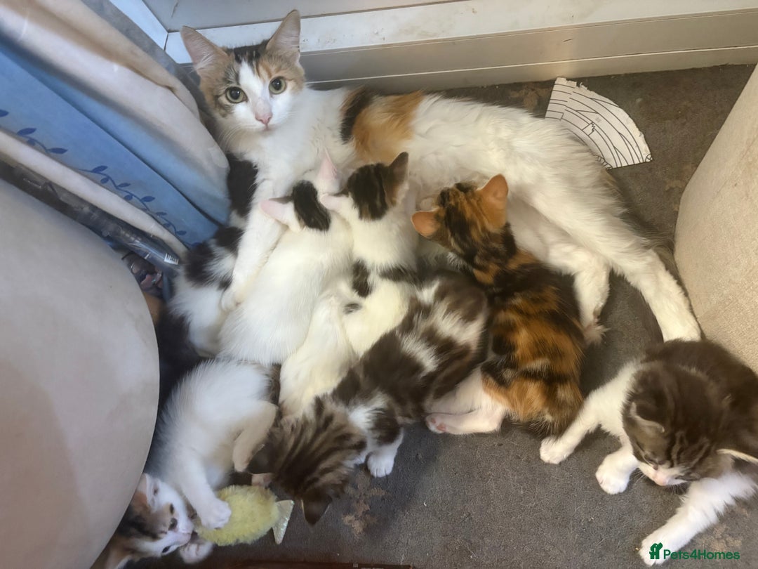 Mixed Breed cats for sale: Beautiful long and short haired kittens  - Advert 12