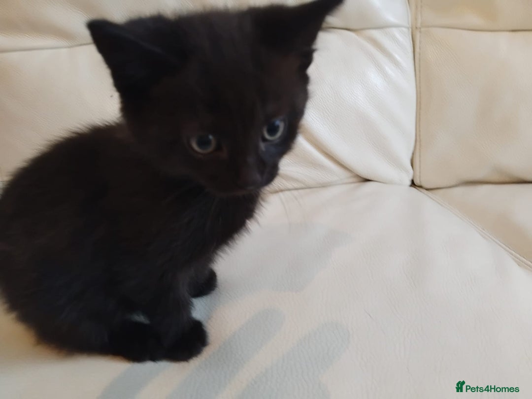 Domestic Shorthair cats for sale: Dolly's perfect litter of 6 - Advert 6