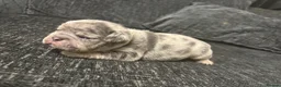 Frug dogs for sale: 6 stunning blue Merle Frug puppies  in Eastleigh - Advert 18