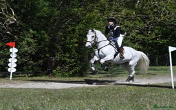 English Warmblood horses for sale: 16hh Schoolmistress  - Image 26