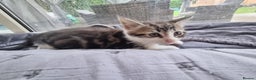 Mixed Breed cats for sale: mix Bengal and Norweign Forrest Kittens - Advert 12