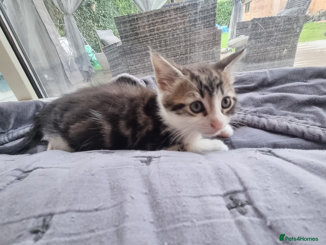 Mixed Breed cats for sale: mix Bengal and Norweign Forrest Kittens - Advert 12
