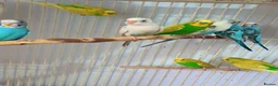 Parrots birds for sale: Find Your Perfect Parrot–Loving Companions Ready in Halifax - Advert 5