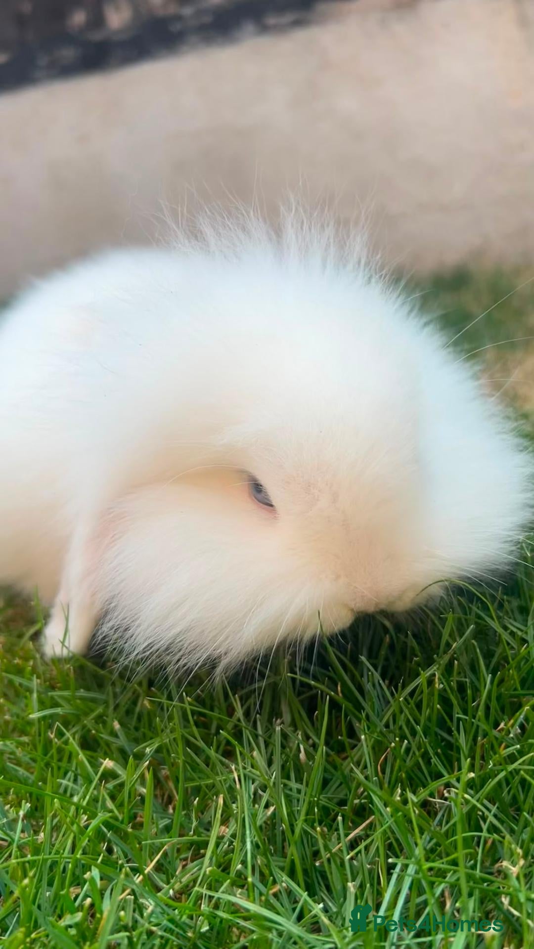 Mini Lion Lop rabbits Lop/ lion head baby bunnys  - Advert 5
