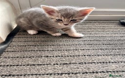 Mixed Breed cats for sale: Beautiful kittens, 2 girls, 1 boy - Image 4