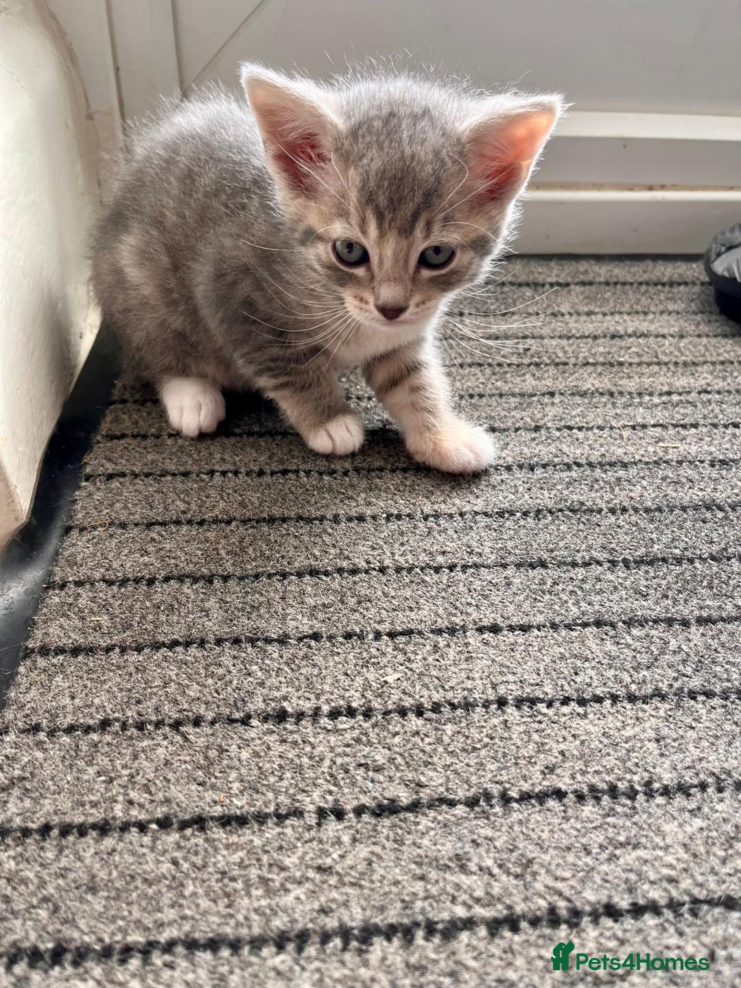 Mixed Breed cats for sale: Beautiful kittens, 2 girls, 1 boy - Image 4