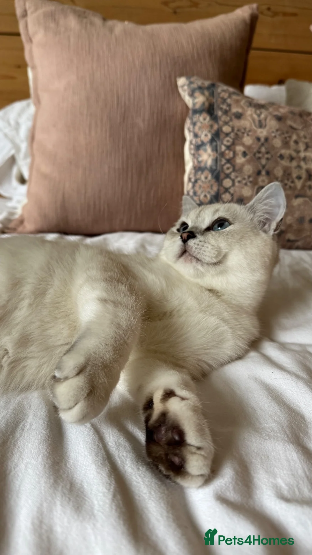British Shorthair cats for stud: Beautiful silver Chinchilla Colourpoint boy  in Sidmouth - Advert 4