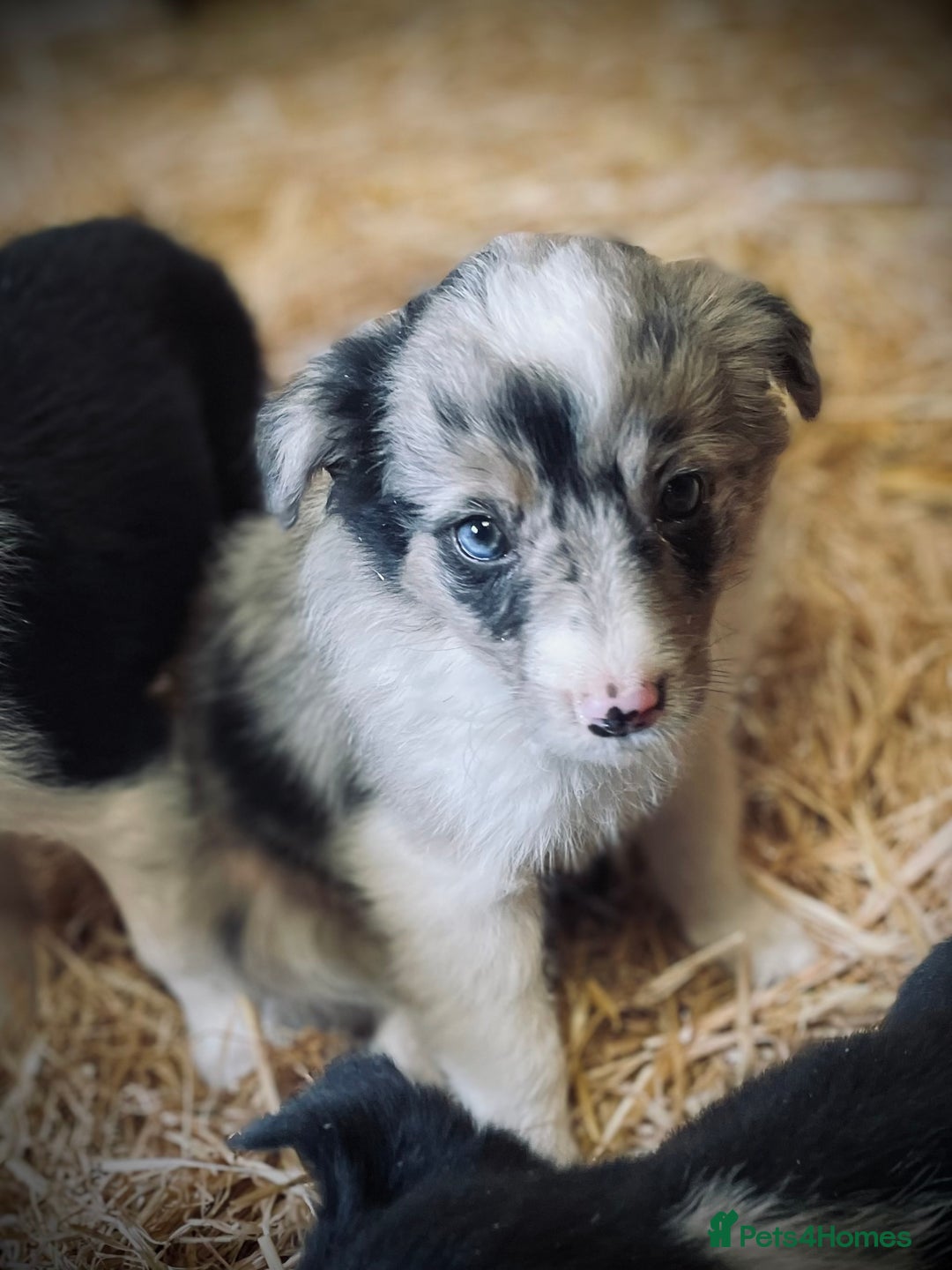 Mixed Breed dogs for sale: Collie x puppies - Image 2