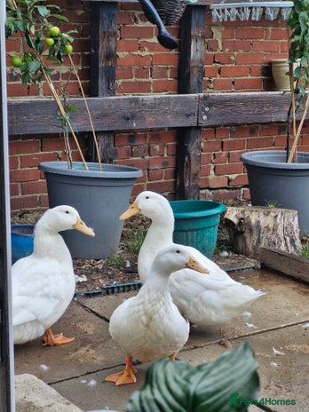 Ducks poultry - Advert 1