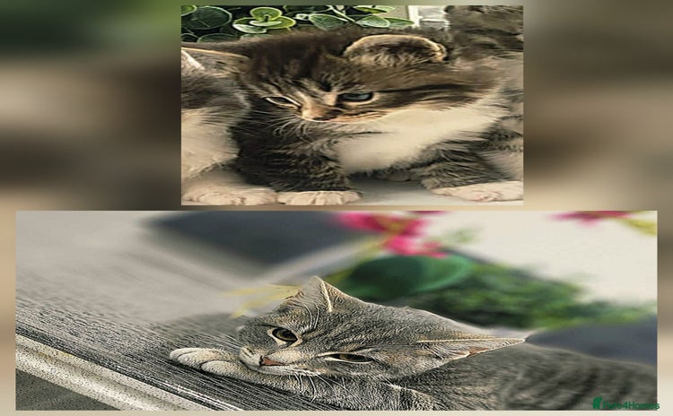 Russian Blue cats - Advert 5