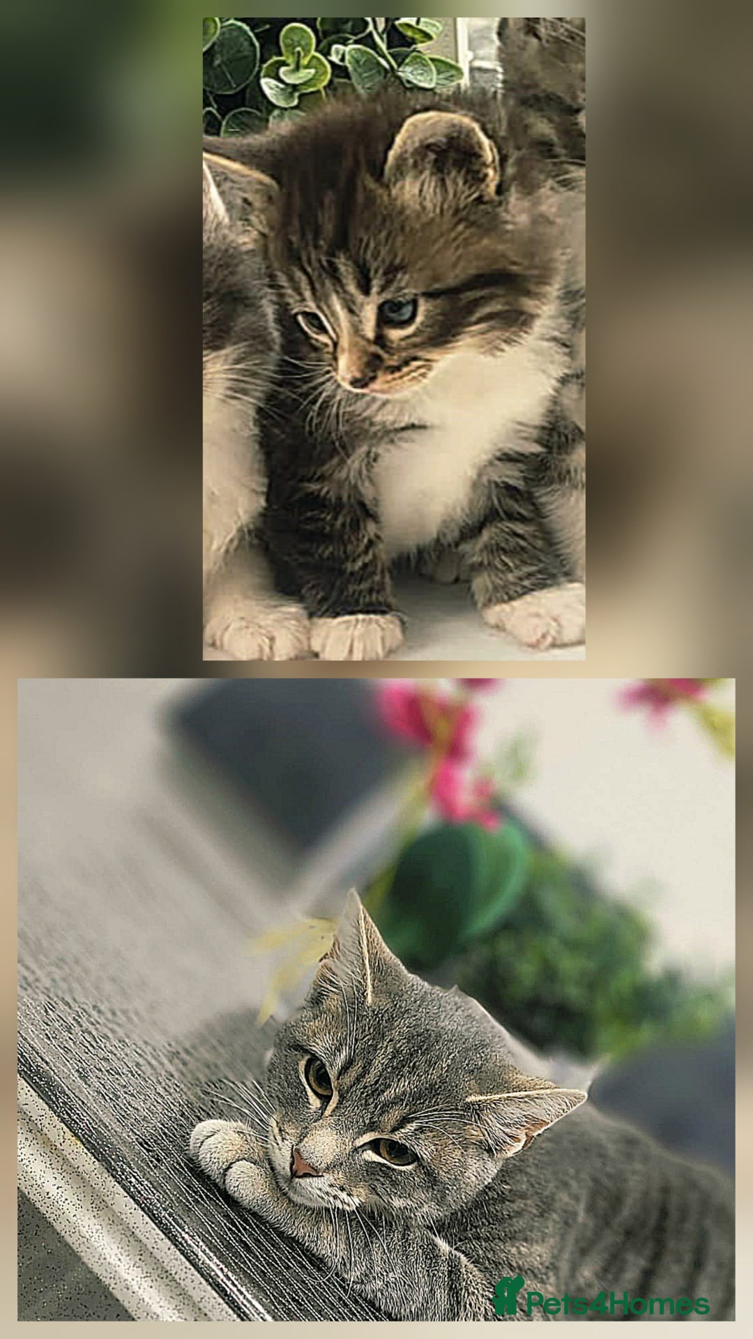 Russian Blue cats for sale:  2 adorable russain blue kittens for SALE - Image 1