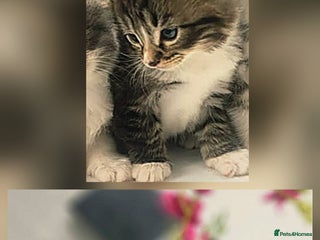 Russian Blue cats - Advert 6