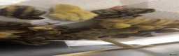 Quail poultry for sale: Baby jumbo quails for sale! - Advert 3