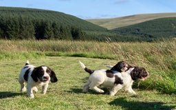 English Springer Spaniel dogs for sale: English Springer Spaniel Pups  - Image 1