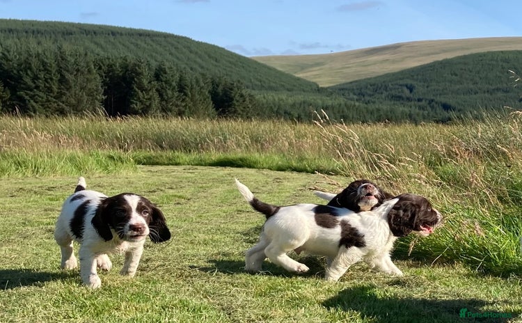 English Springer Spaniel dogs - Advert 4
