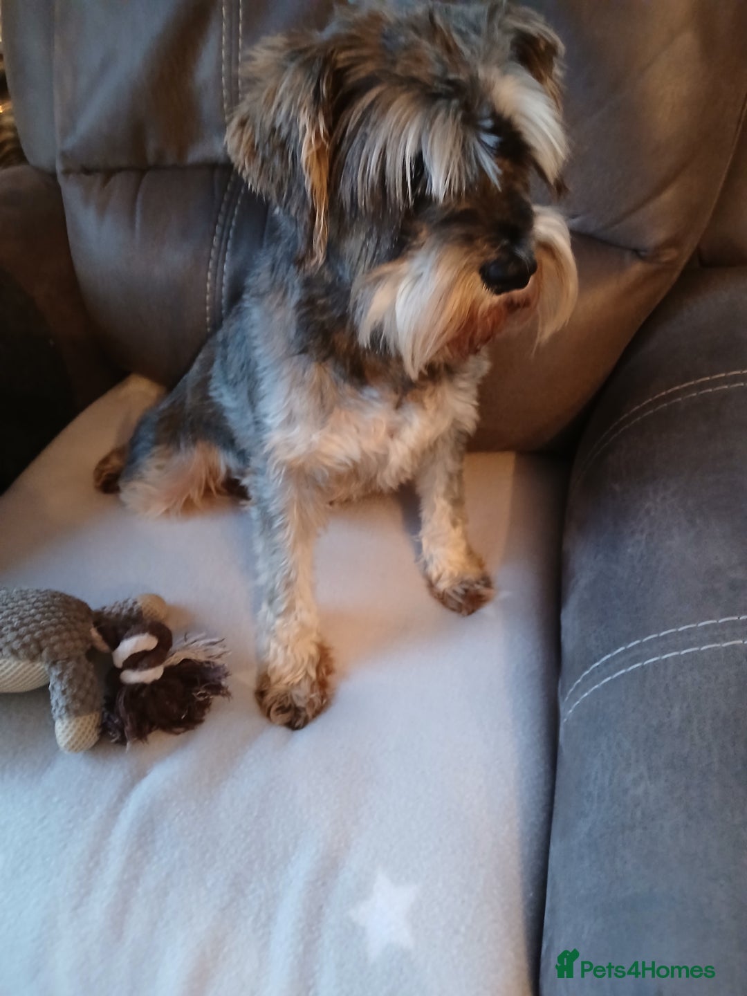Miniature Schnauzer dogs for sale: Beautiful miniature schnauzer bitch. - Image 5