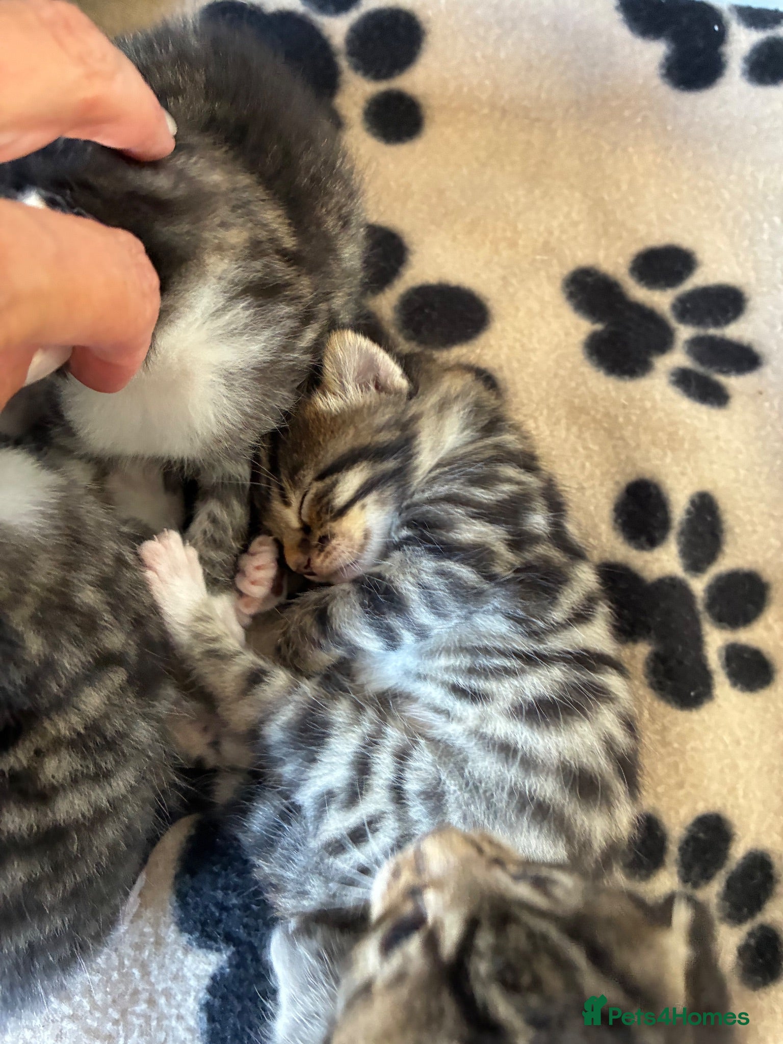 Bengal cats Gorgeous male Bengal kittens  - Advert 9