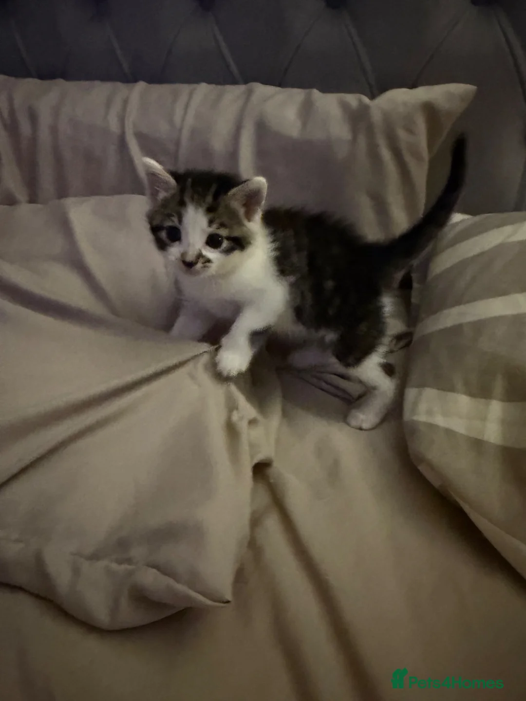 Mixed Breed cats for sale: Beautiful kittens looking for their forever home in Tadworth - Advert 9