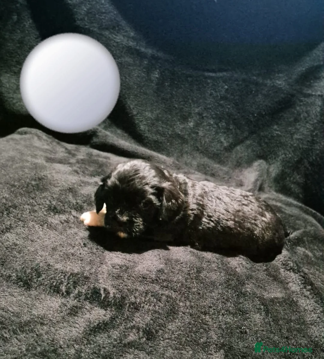 Cava Tzu dogs for sale: Cava-Tzu pups - Advert 12