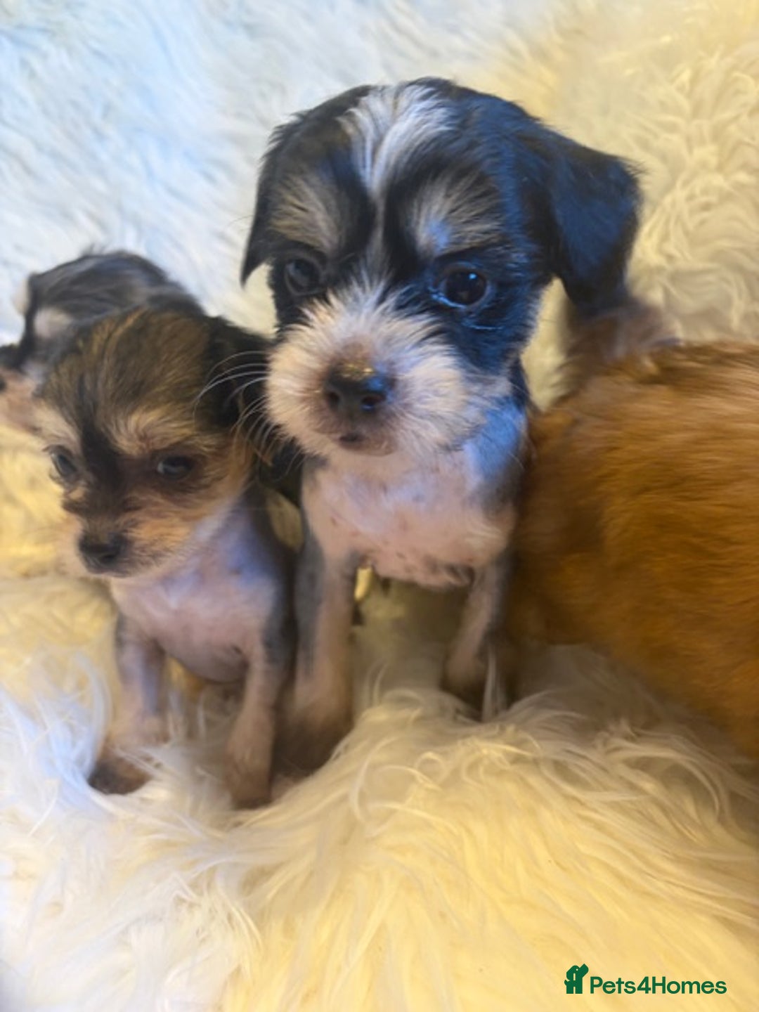 Chinese Crested dogs for sale: KC Reg Chinese created puppies - Advert 6
