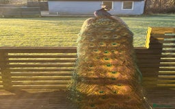 Peafowl poultry for sale: Peacock + Peahen 3 year old couple for sale - Image 2