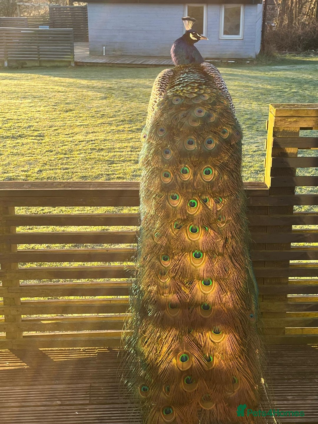 Peafowl poultry for sale: Peacock + Peahen 3 year old couple for sale - Image 2