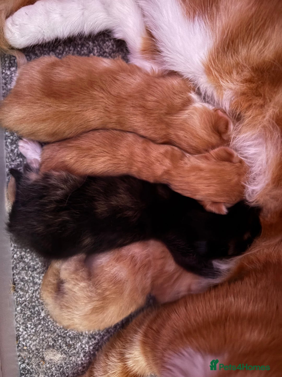 Mixed Breed cats for sale: Beautiful kittens - Image 2