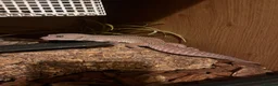 Leopard Gecko reptiles for sale: Mac Murphy snow leopard Gecko with full set up in St. Neots - Advert 2