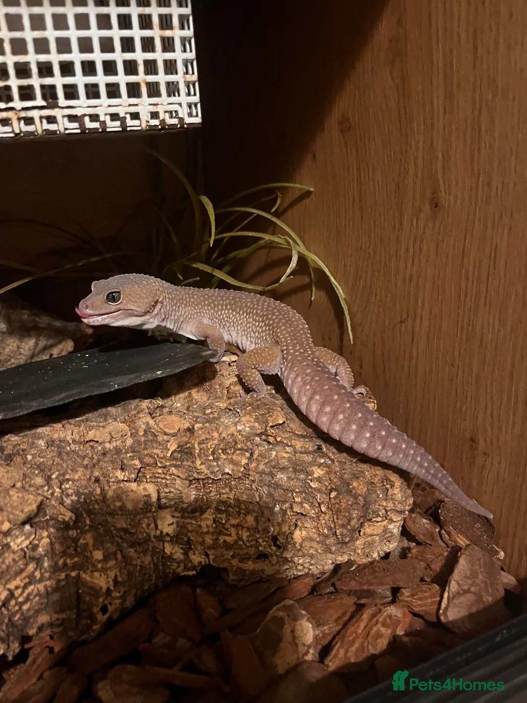 Leopard Gecko reptiles for sale: Mac Murphy snow leopard Gecko with full set up in St. Neots - Advert 2