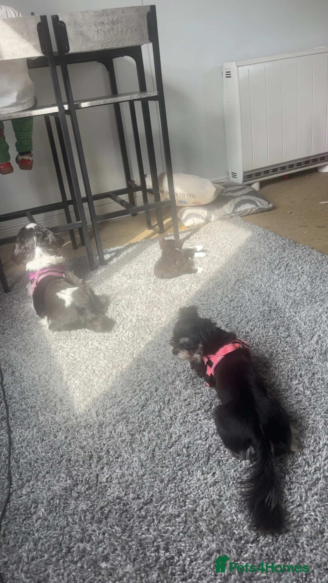 Mixed Breed dogs for sale: Malchi  in Crieff - Advert 6