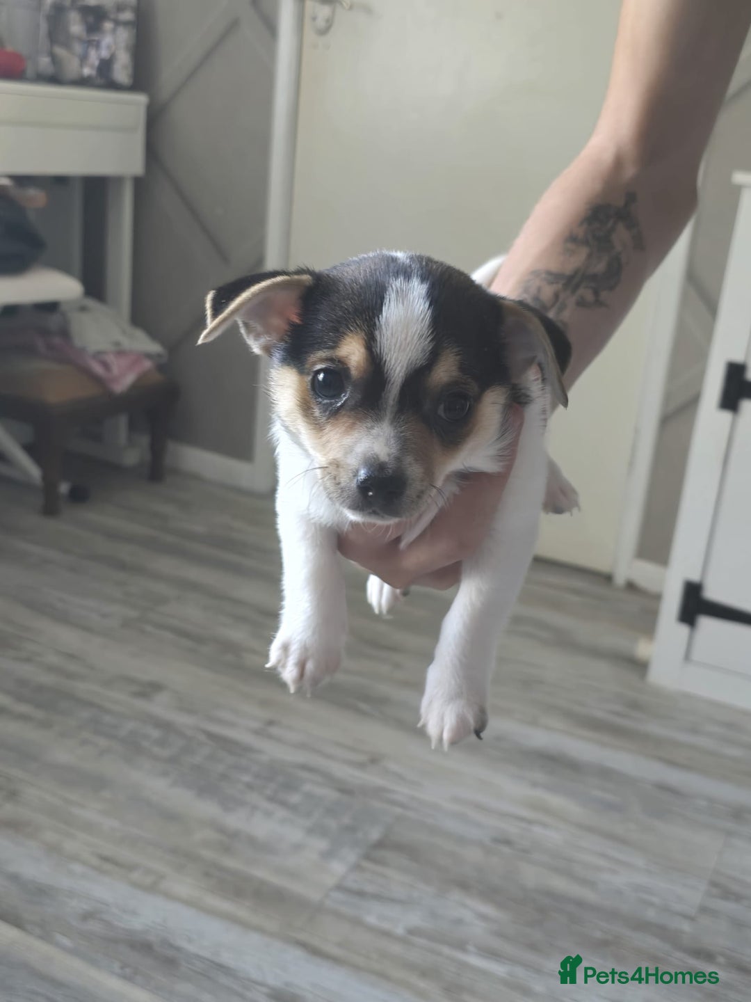 Mixed Breed dogs for sale: Chihuahua x jack Russell puppies 4 boys  - Image 1