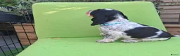 Cocker Spaniel dogs for sale: 🏡UNIQUE SHOW COCKER SPANIELS PUPPIES 🐶  - Advert 30