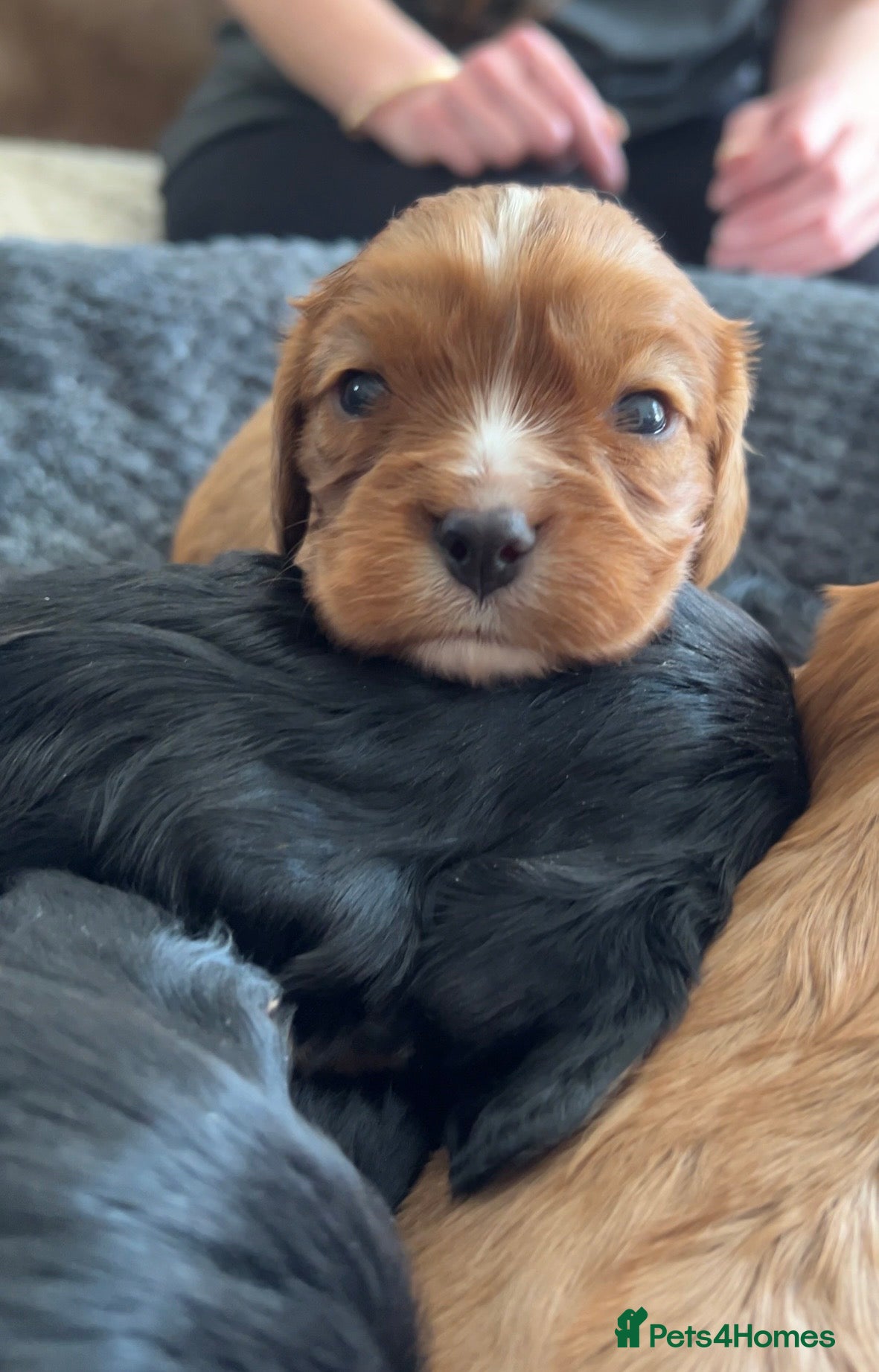 Cavalier King Charles Spaniel dogs beautiful cavalier King Charles puppies  - Advert 2