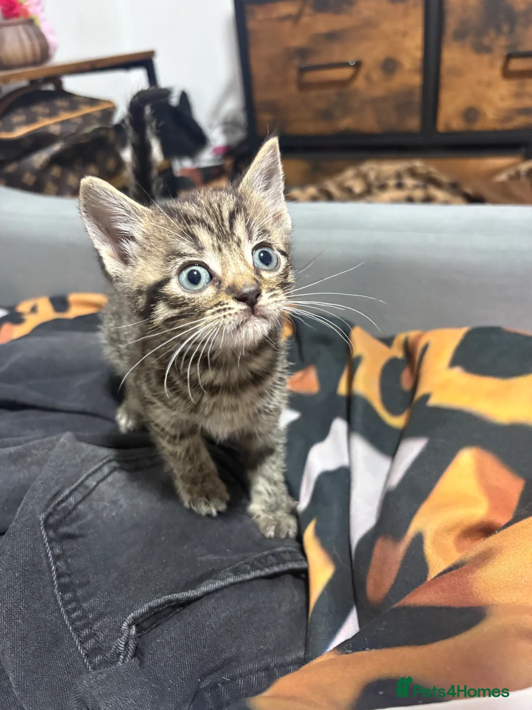British Shorthair cats for sale: 5 gorgeous kittens for sale  - Advert 6