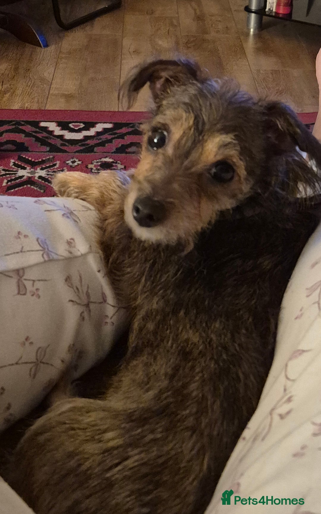 Mixed Breed dogs for sale: Penny - Advert 5