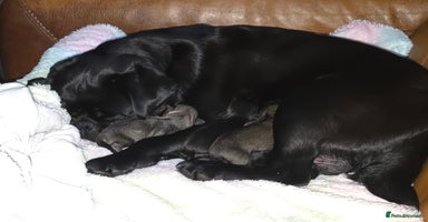 Pug dogs - Advert 16