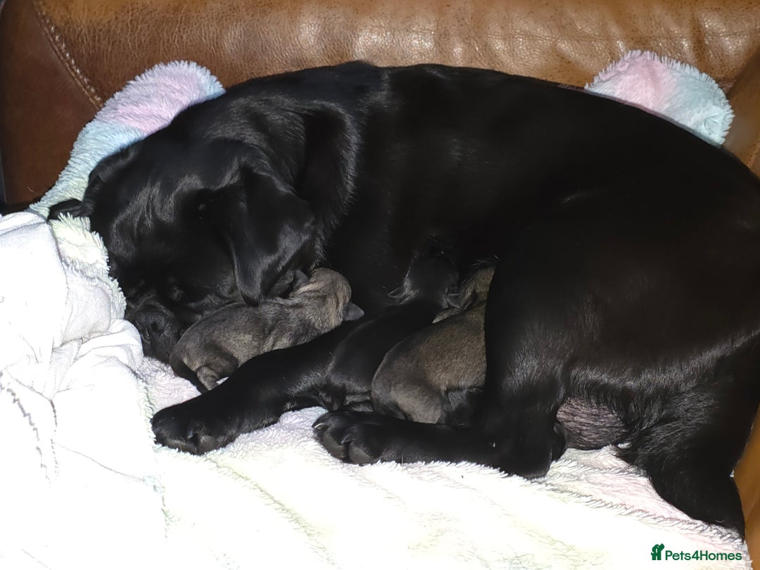 Pug dogs for sale: KC Pug puppies 4 girls 3 boys - Image 3