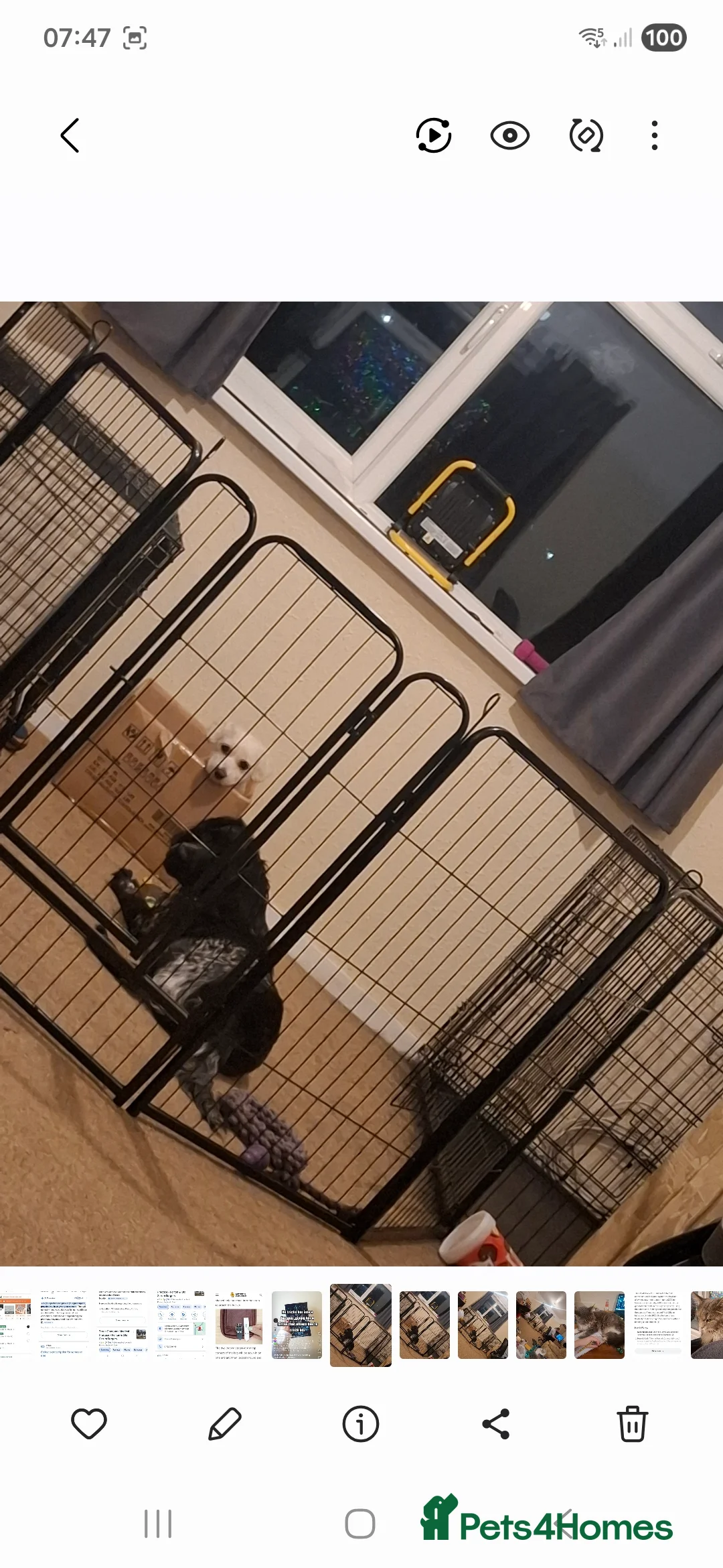 Cocker Spaniel dogs for sale: Cocker spaniel, black and blue 10 months old - Advert 8