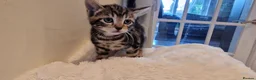 Domestic Shorthair cats for sale: Beautiful cat  - Advert 4
