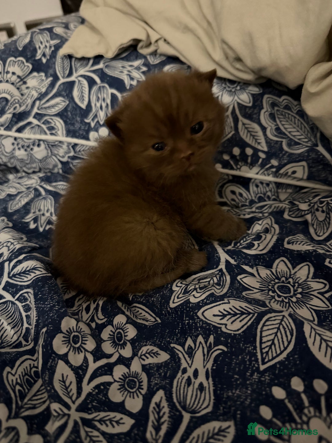 British Shorthair cats for sale: Chocolate British Shorthair Kittens - Advert 12