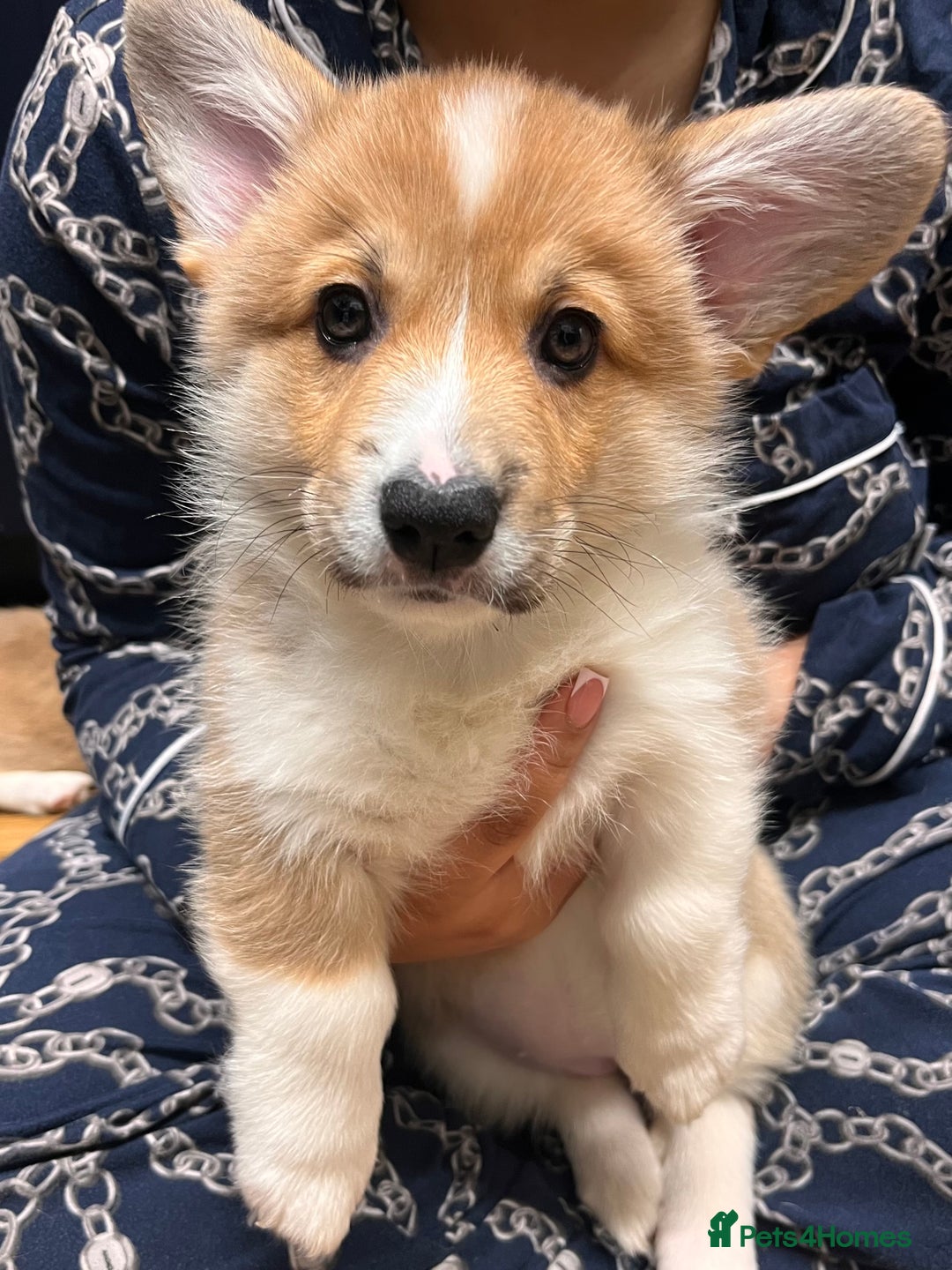 Welsh Corgi Pembroke dogs for sale: Stunning KC registered Welsh Pembroke corgis  - Advert 27