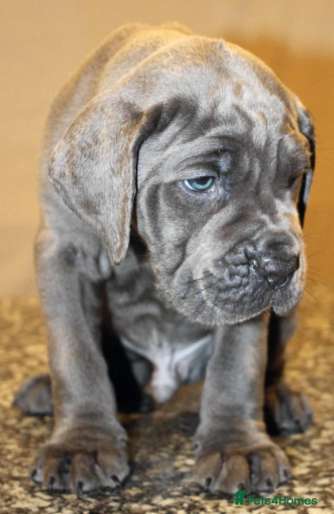 Cane Corso dogs for sale: PRICE DOWN, 1 BOY 2 GIRLS LEFT - Advert 29