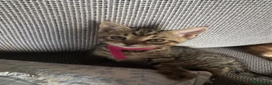 Mixed Breed Kitten 4