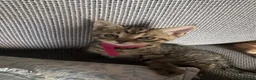 Mixed Breed cats for sale: Adorable Kittens Looking for Their Forever Home - Advert 14