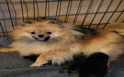 Pomeranian dogs for sale: Female Pomeranian Girl - Image 7
