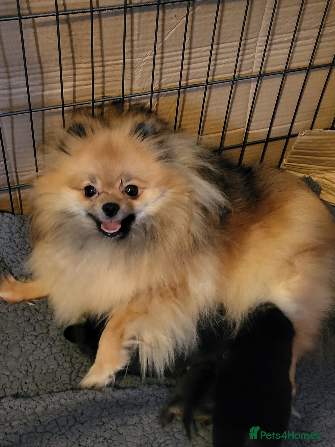 Pomeranian dogs for sale: Female Pomeranian Girl - Image 7