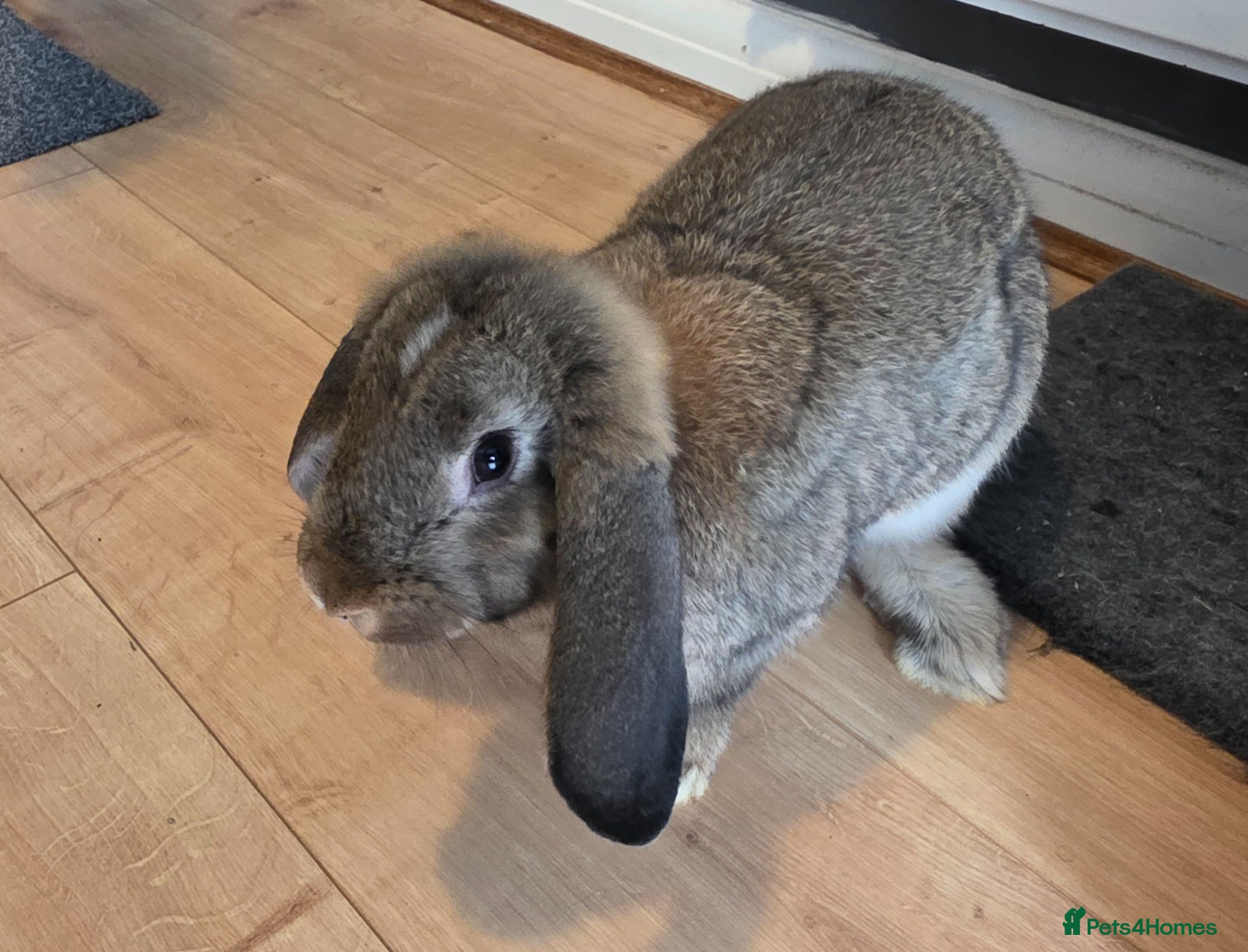 French Lop rabbits French lop rabbit  - Advert 1