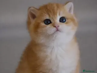 British Shorthair cats GCCF/TICA Stunning Golden BSH Chinchilla Kittens - Advert 1