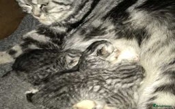 British Shorthair cats for sale: SILVER TABBIES - Registered & Full Pedigree - Image 24
